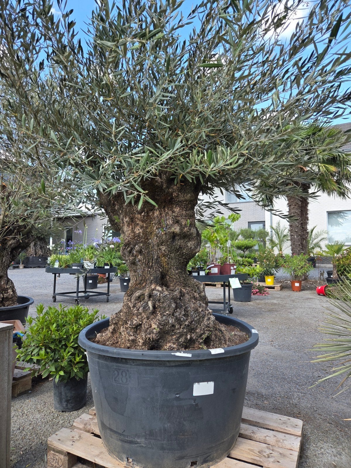 Olijfboom Olea Europaea Bonsai, Ophalen, Olijfboom
