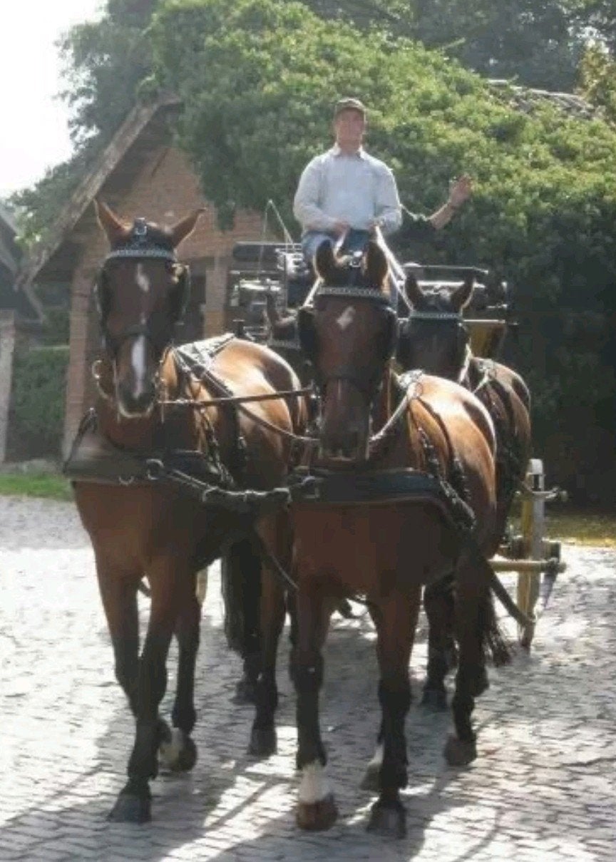 Per direct plek vrij voor opleren of doorrijden paard pony, Débourré