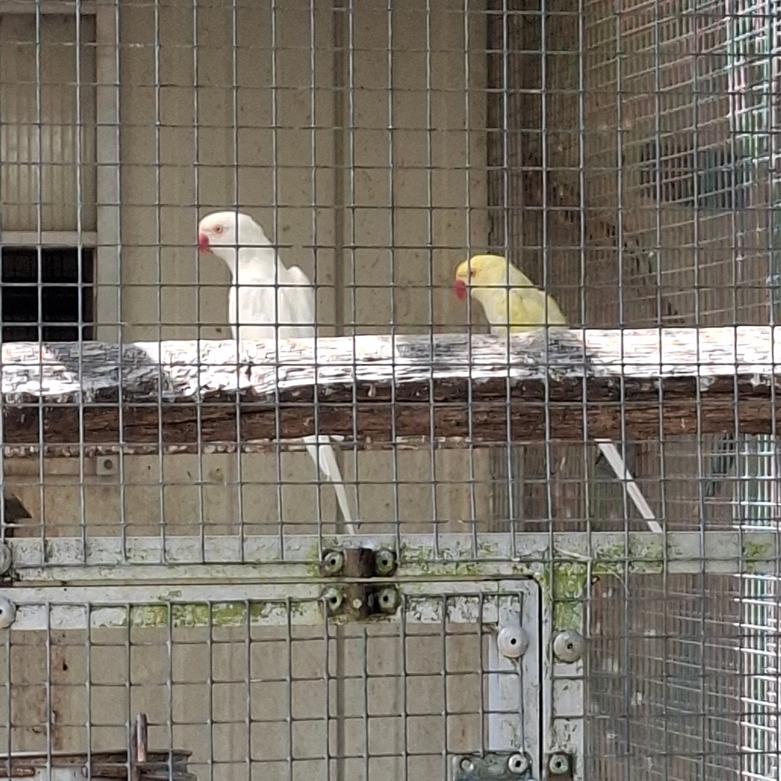 Halsbandparkieten  split recessief wit in opaline en splt op, Meerdere dieren, Parkiet, Geringd