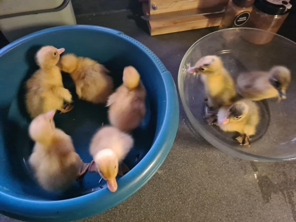 Indische loopeend kuikens, Dieren en Toebehoren, April