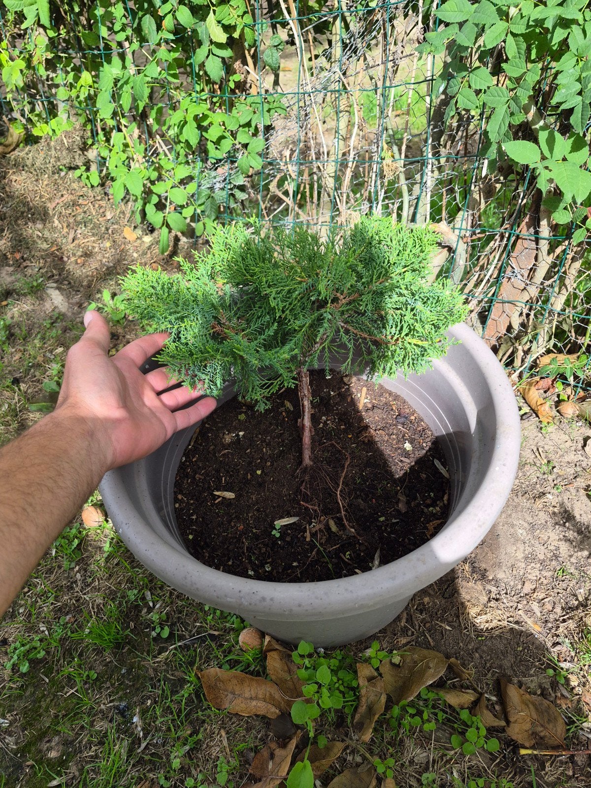 2 juniperus 20€ / pc, Tuin en Terras, Ophalen