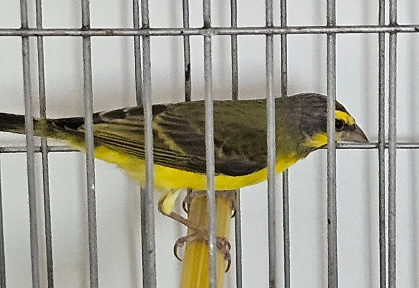 Couple de Serin du Mozambique