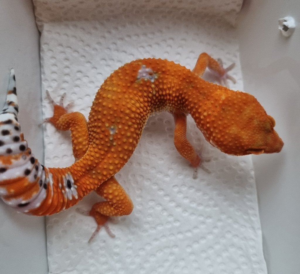 1.0 purple head x mandarin tremper PET ONLY, Animaux & Accessoires