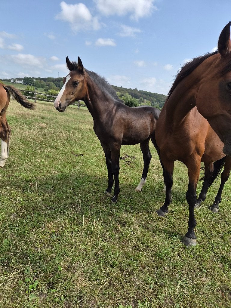 Paard merrie veulen, Dieren en Toebehoren, Merrie, Niet van toepassing, Dressuurpaard, Met stamboom