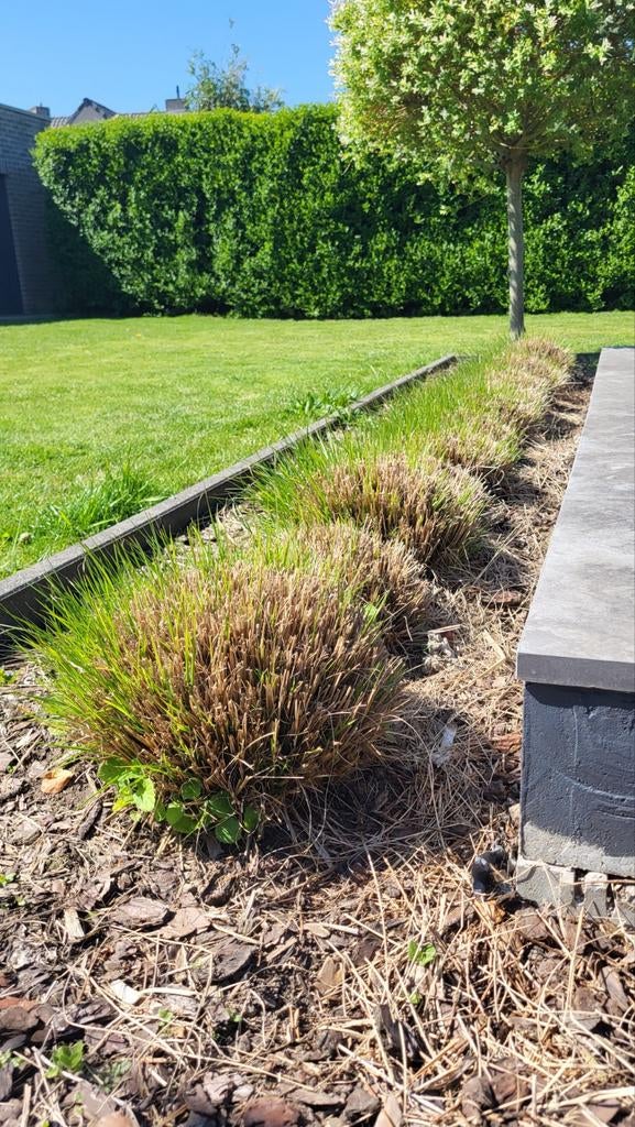 Gratis siergrassen (25 stuks), Ophalen