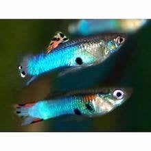 Endler gup japan blue, Vis, Zoetwatervis