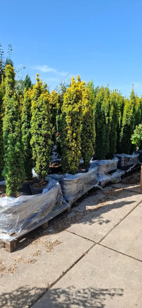 Taxus 'David' ca. 140 cm hoog, Enlèvement, Taxus