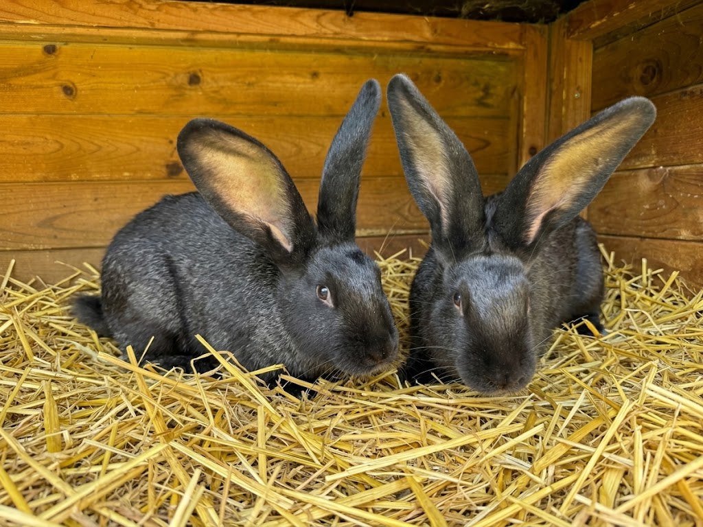Vlaamse reus, Dieren en Toebehoren, Meerdere dieren, Groot, 0 tot 2 jaar