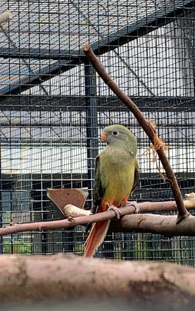 Te Koop: Grijsgroen Opaline, Grijsgroene cinnamon Barraband, Dieren en Toebehoren, Vogels | Parkieten en Papegaaien, Meerdere dieren