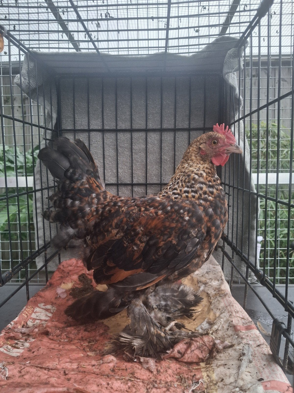 Kriel haan sabelpootkriel x cochin kriel, Dieren en Toebehoren, Pluimvee, Mannelijk, Kip