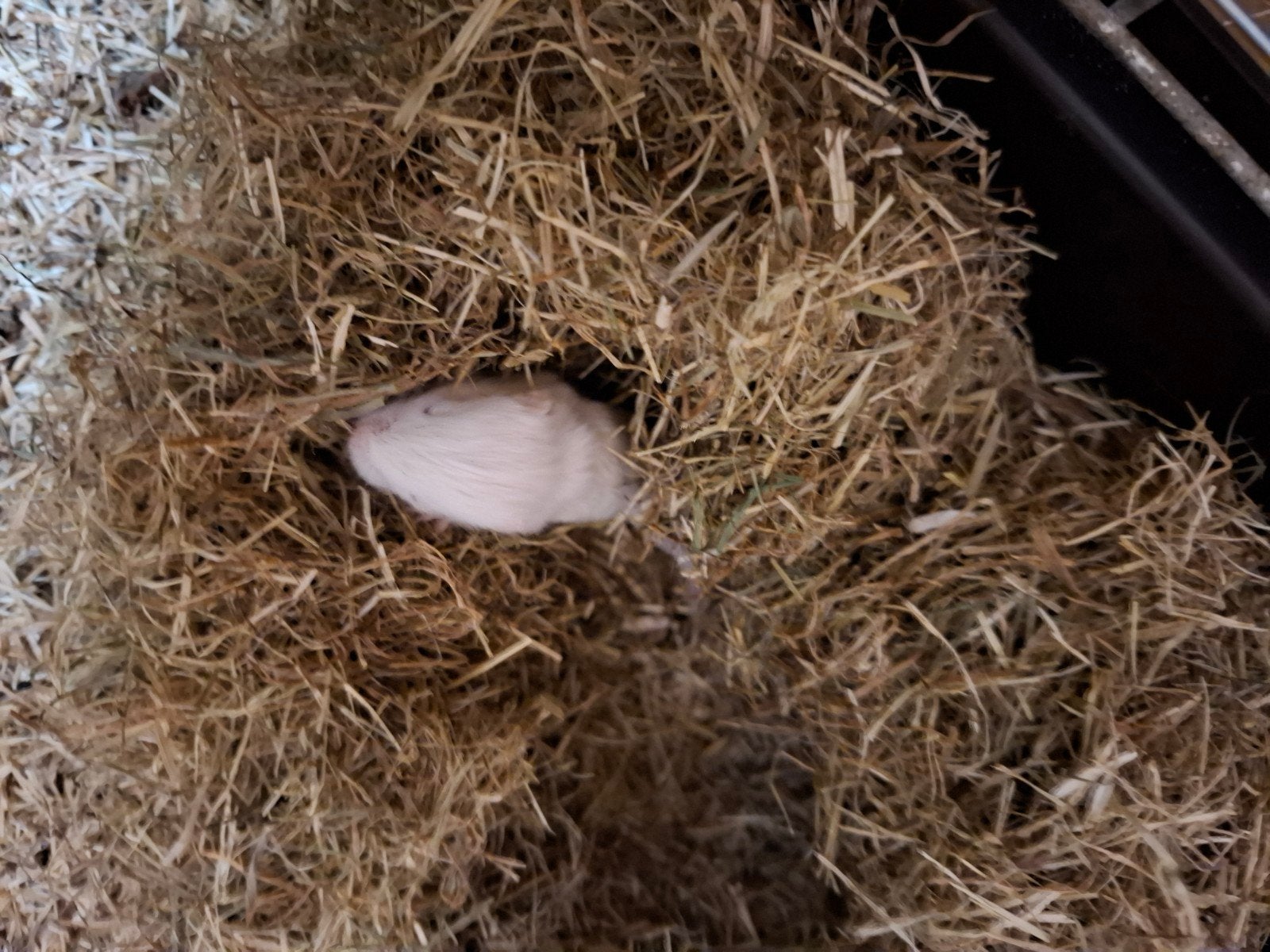 gerbils, Domestique, Septembre, Autres types, Plusieurs animaux