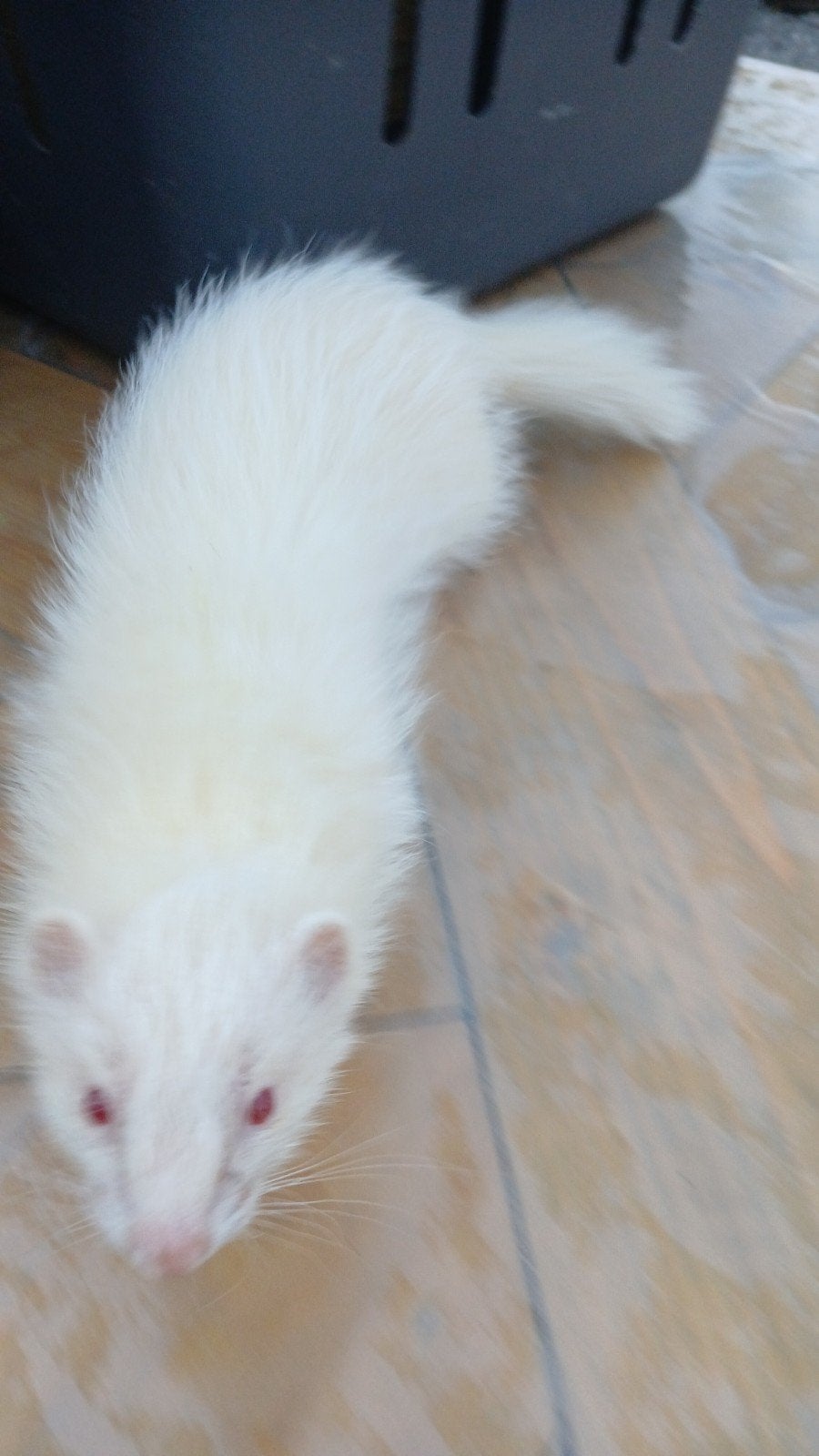 furet volangora, Mai, Femelle