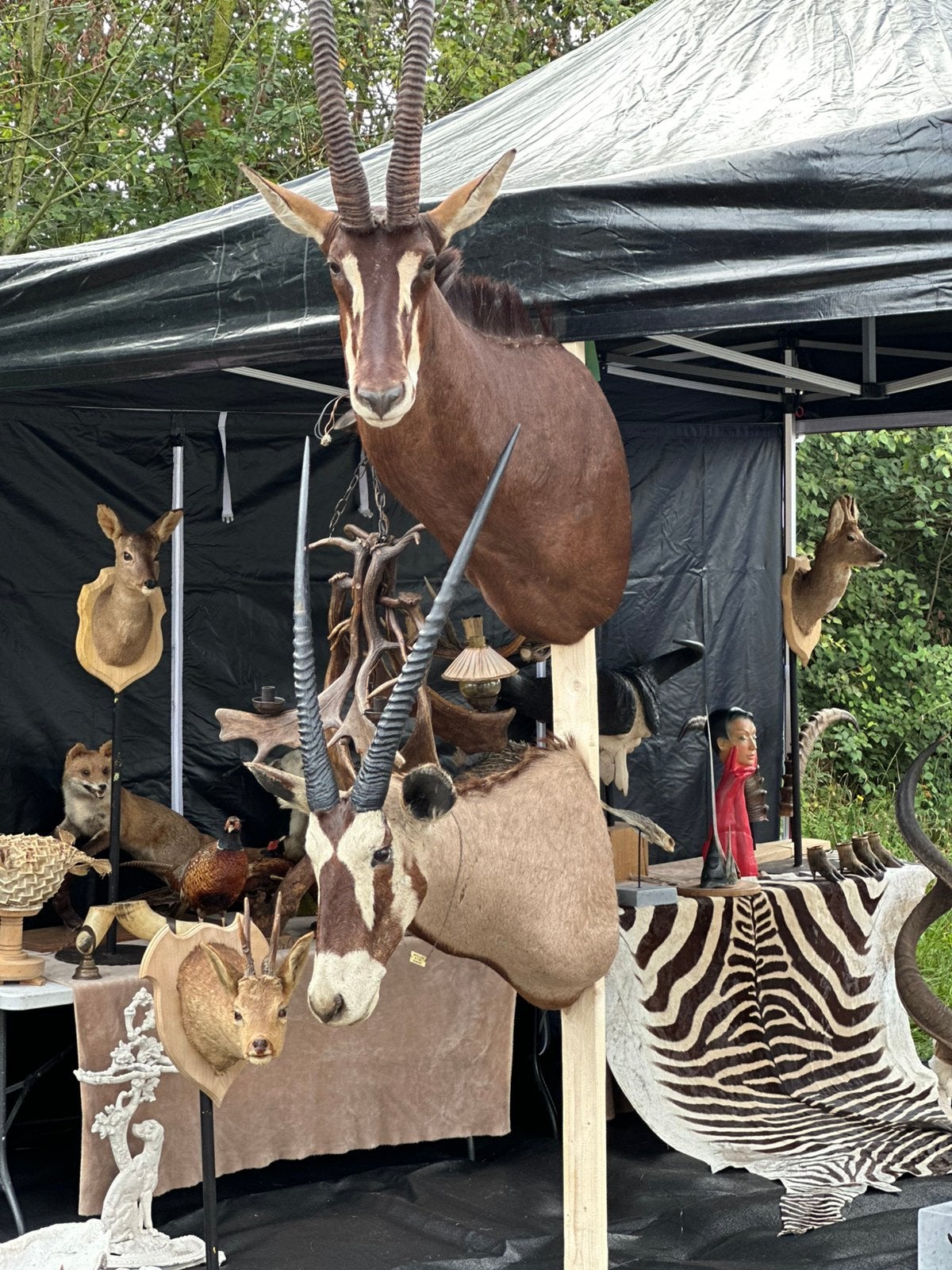 Opgezette afrikaanse antilope sabelantilope, Ophalen
