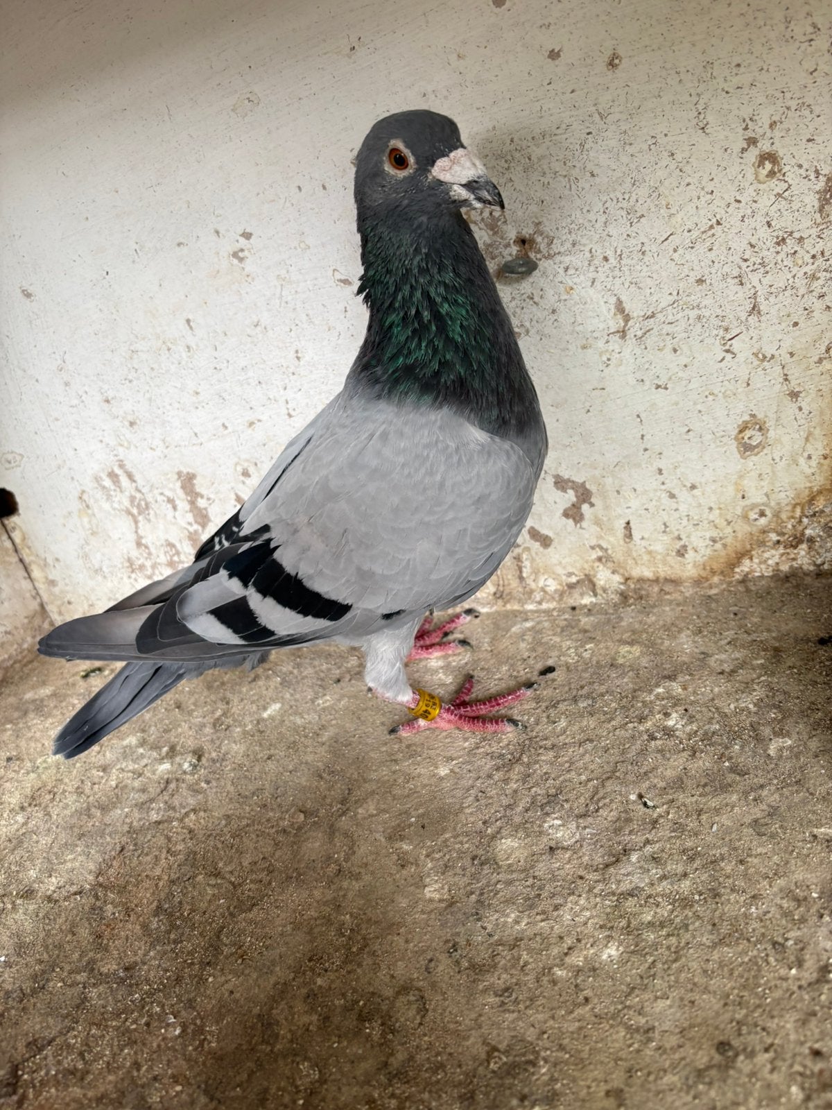 Kweek duiver, Dieren en Toebehoren, Vogels | Duiven, Mannelijk, Postduif
