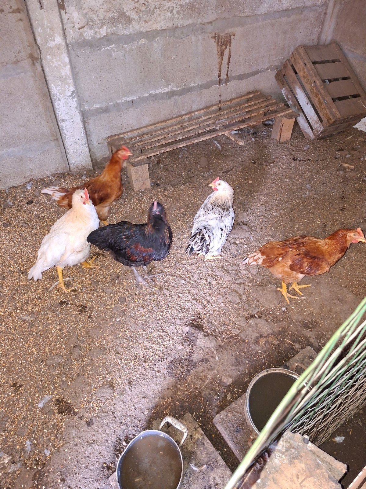 Jonge hanen, Dieren en Toebehoren, Vogels | Overige Vogels, Mannelijk
