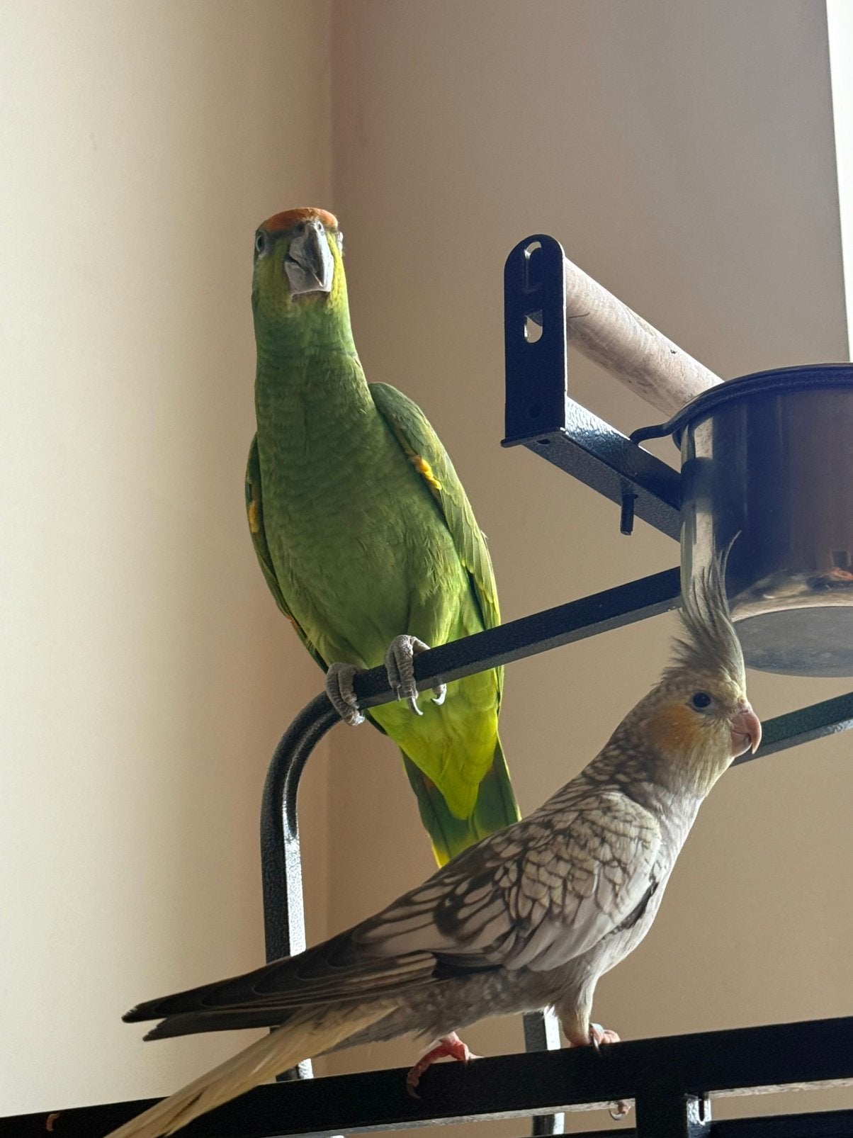 Amazone et Calopsitte (EAM) + Accessoires, Plusieurs animaux, Oiseau tropical, Bagué