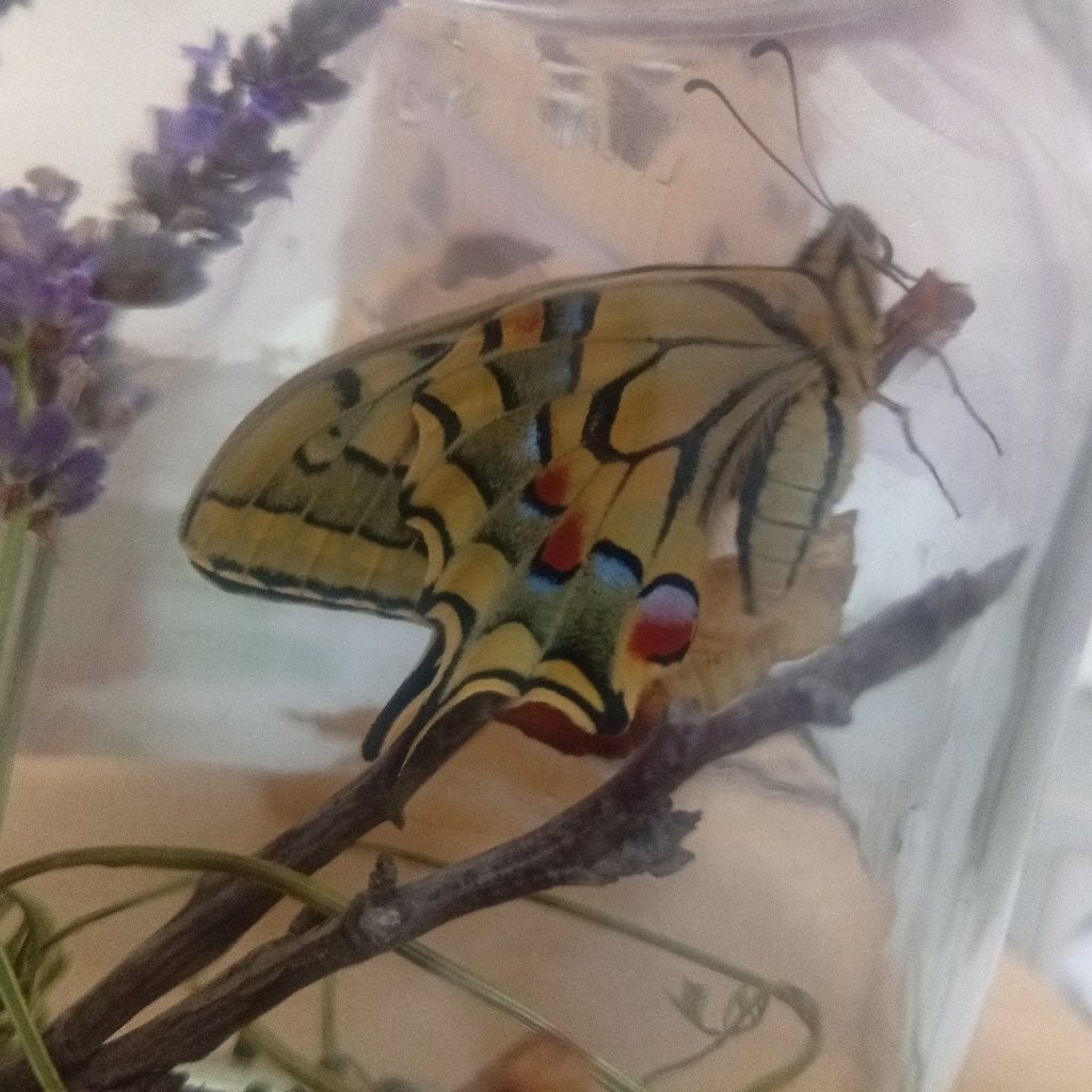 Vrai papillon a vendre, Enlèvement