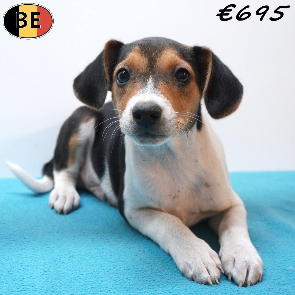 Belgische Fox (reutjes) pups te koop, Dieren en Toebehoren, België, CDV (hondenziekte), 8 tot 15 weken, Meerdere