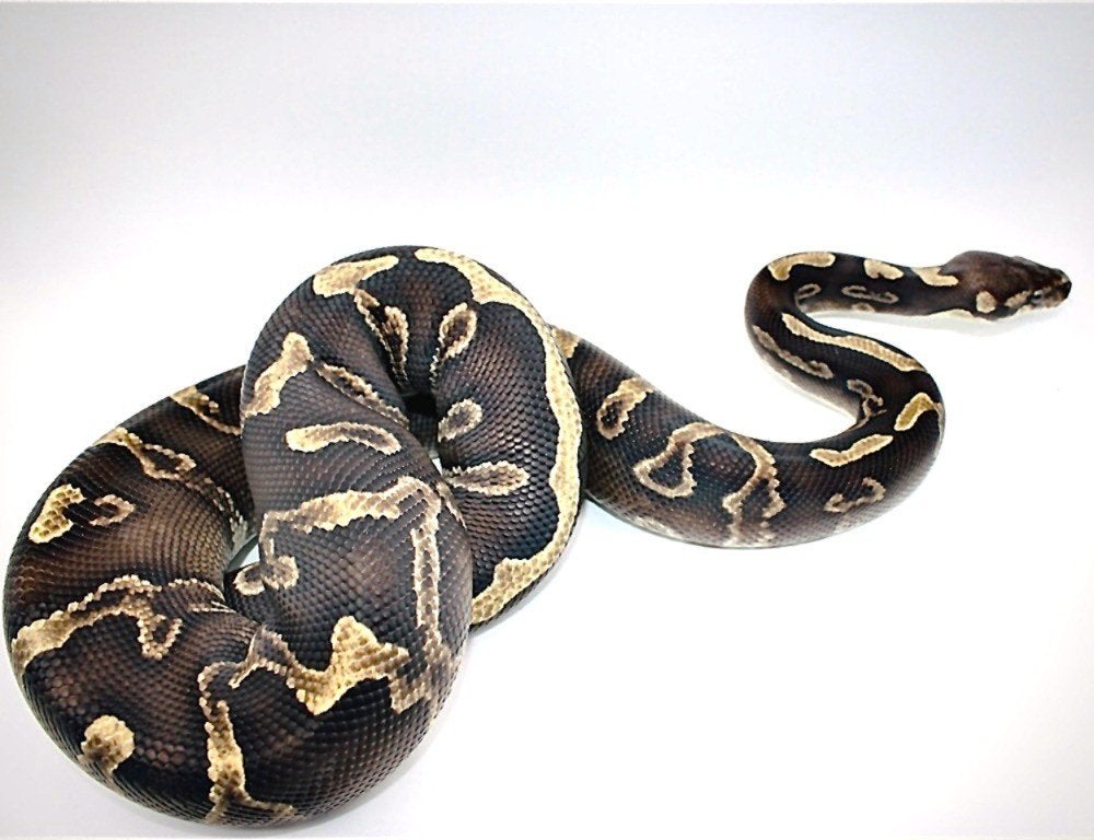 Ball Python/ Regius python0.1 GHI MOJAVE LEOPARD the CLOWN, Dieren en Toebehoren, Reptielen en Amfibieën | Toebehoren, Ophalen of Verzenden