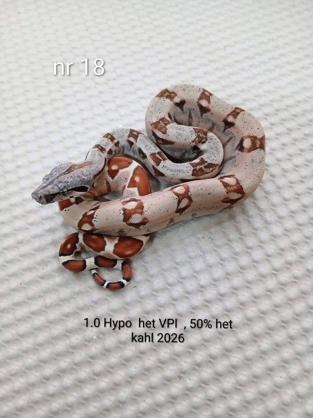 4 x Bci, Hypo le VPI 50 % le Kahl 2026, Serpent, Domestique, 0 à 2 ans
