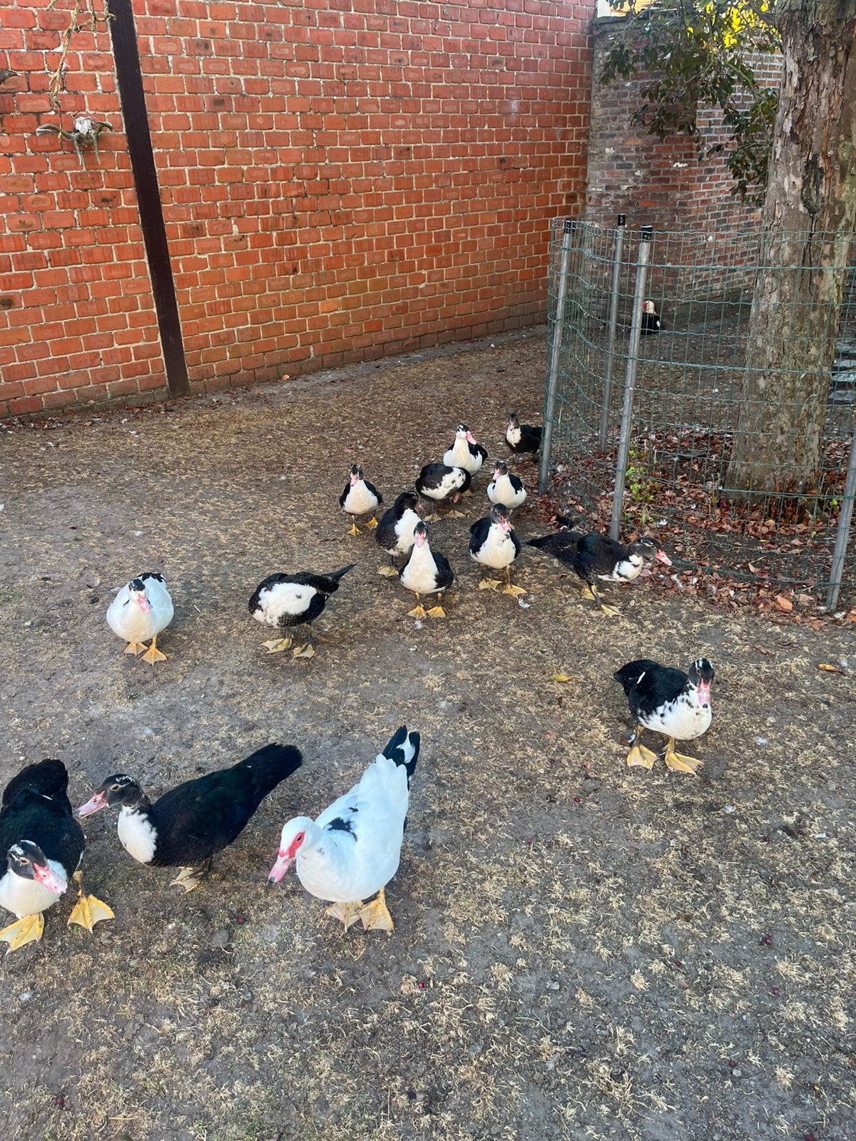 Barberie eenden, Dieren en Toebehoren