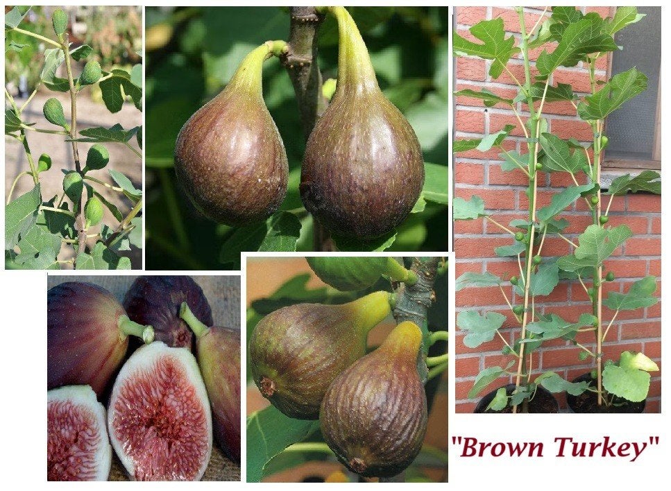 PRACHTIGE "BROWN TURKEY" VIJGENPLANTEN, 1,25/+ m, 15€/stuk, Volle zon, Vaste plant, Ophalen of Verzenden, Fruitplanten