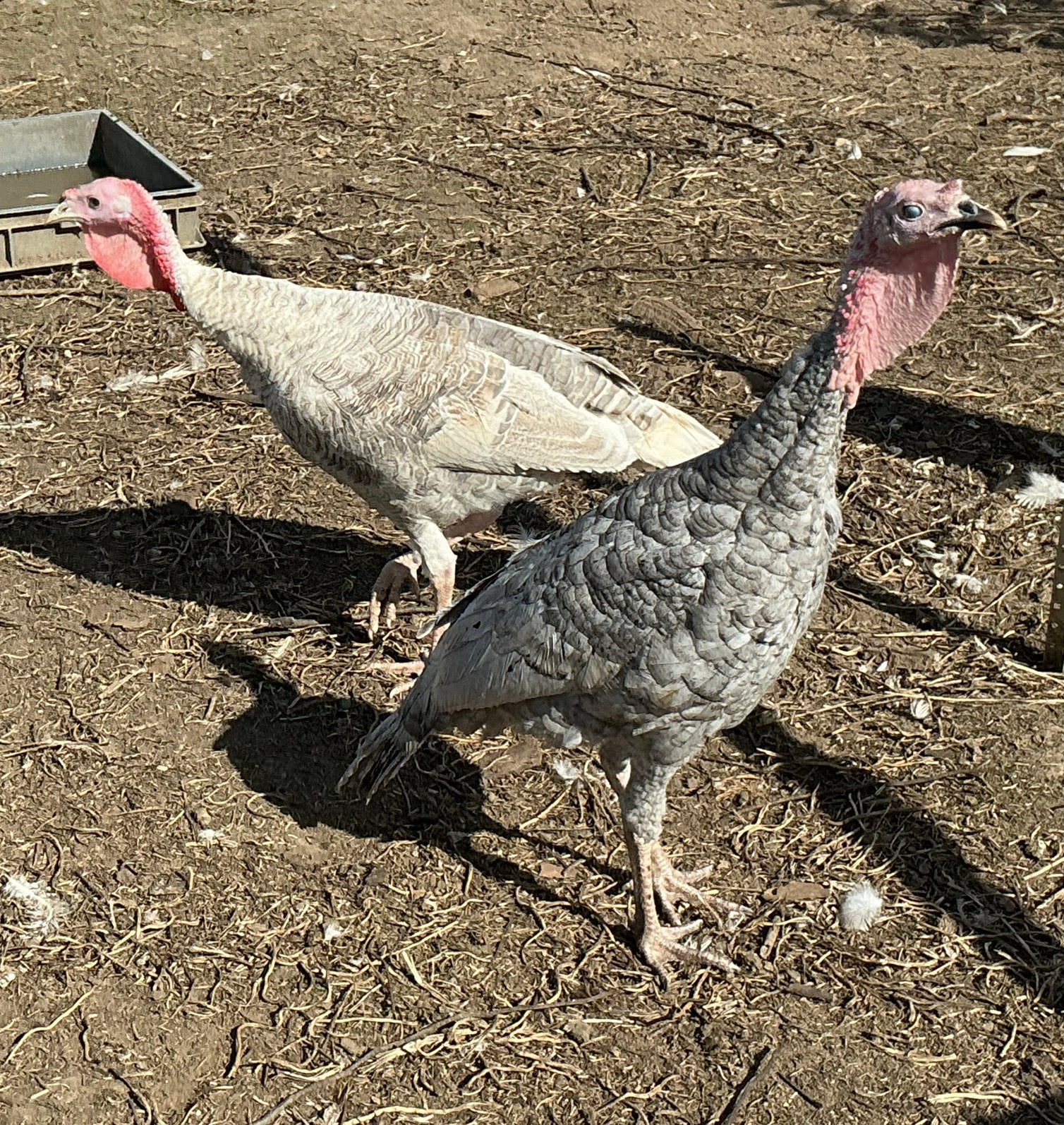 Kalkoen, Dieren en Toebehoren, Mannelijk, Kalkoen