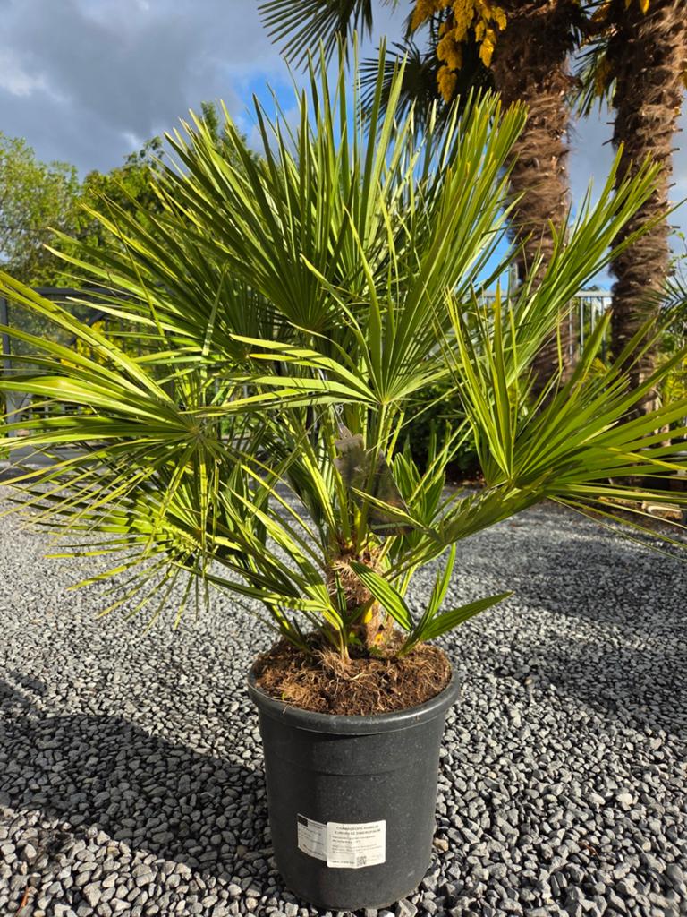Europese dwergpalm - Chamaerops Humilis, Ophalen