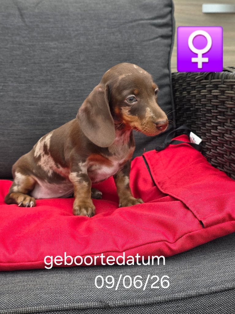 korthaar teckel pups, België, CDV (hondenziekte), 8 tot 15 weken, Korthaar
