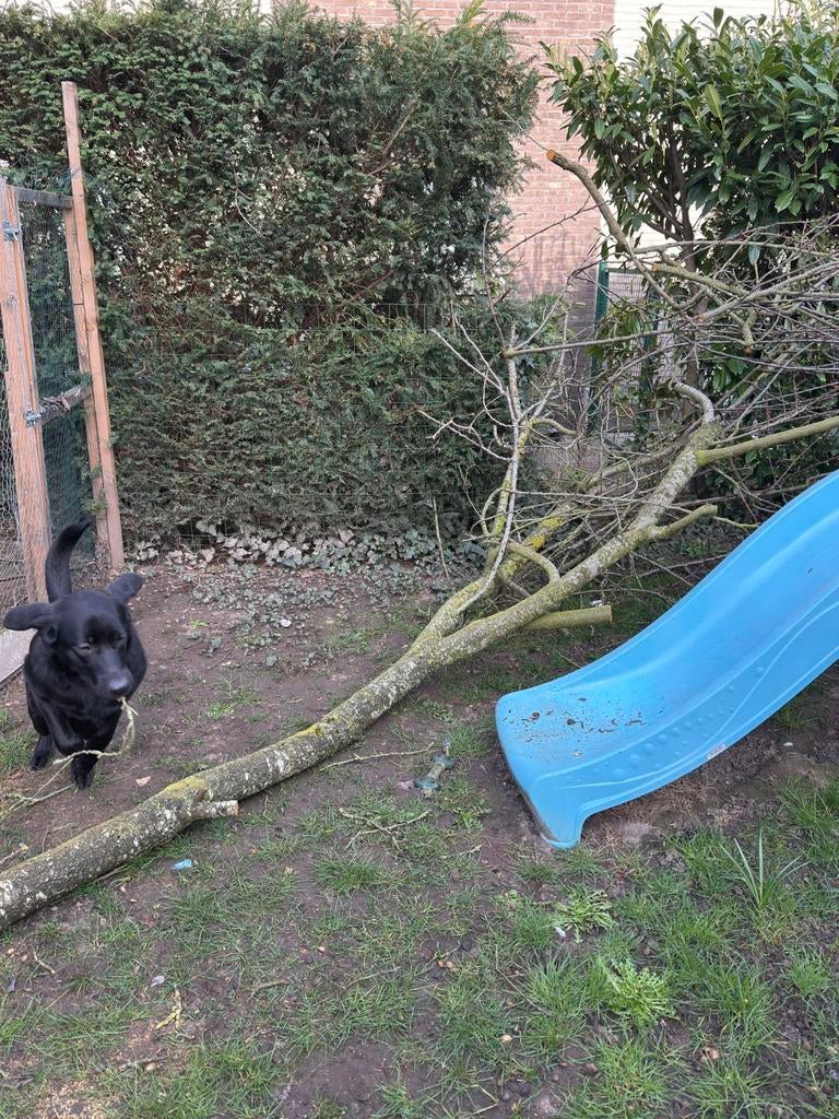 Gratis hout, 3 à 6 m³, Enlèvement, Autres essences de bois, Branches