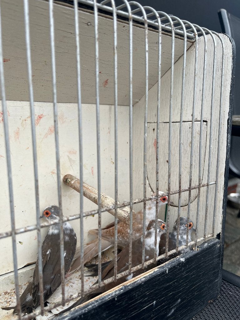 Jonge bonte diamantduifjes, Meerdere dieren