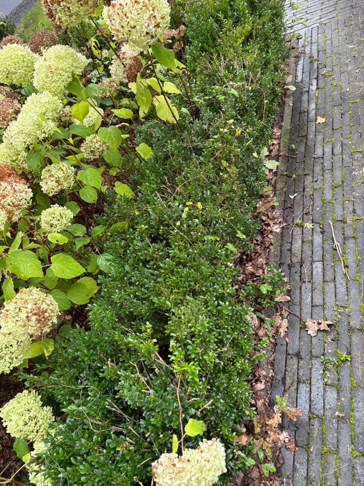 Buxus planten zeker 30 stuks, Ophalen, Buxus