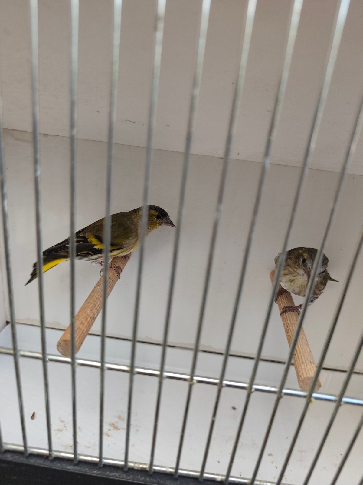 sijs WK koppel 2024, Meerdere dieren