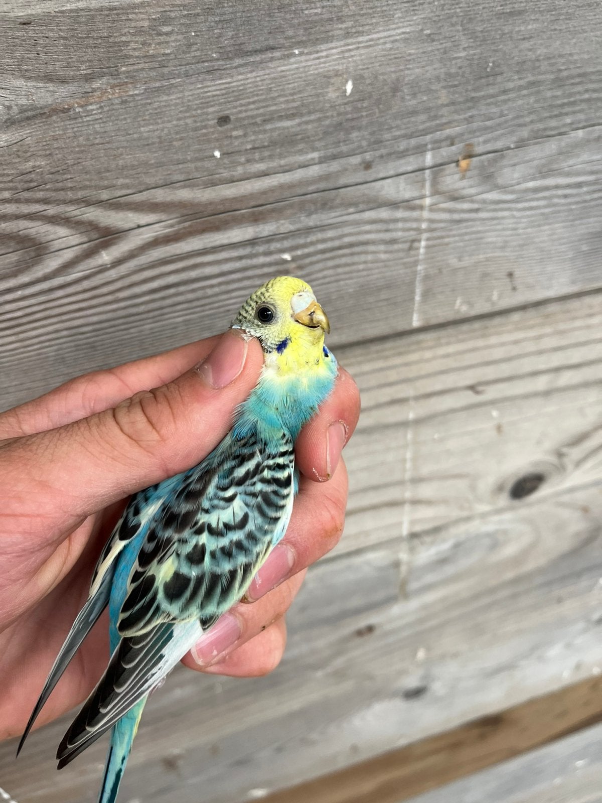 Jonge grasparkiet, Dieren en Toebehoren, Vogels | Parkieten en Papegaaien