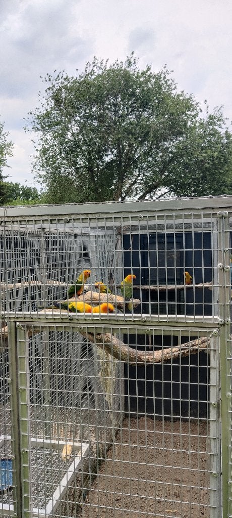 Zonparkiet, Dieren en Toebehoren, Vogels | Parkieten en Papegaaien, Geslacht onbekend, Parkiet