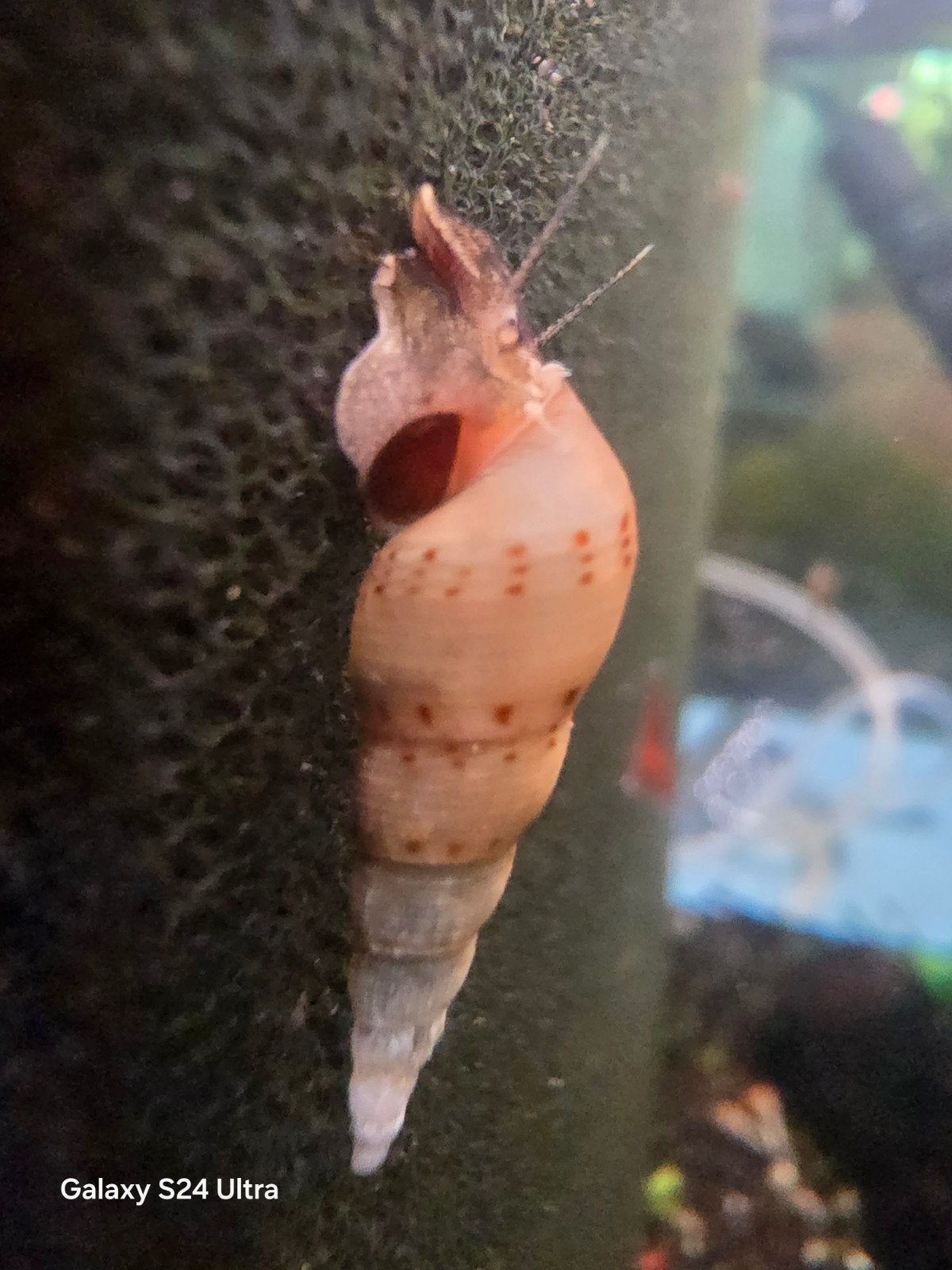 Maleisische Torenslak - Melanoides Tuberculata, Dieren en Toebehoren, Vissen | Aquariumvissen, Slak of Weekdier, Zoetwatervis
