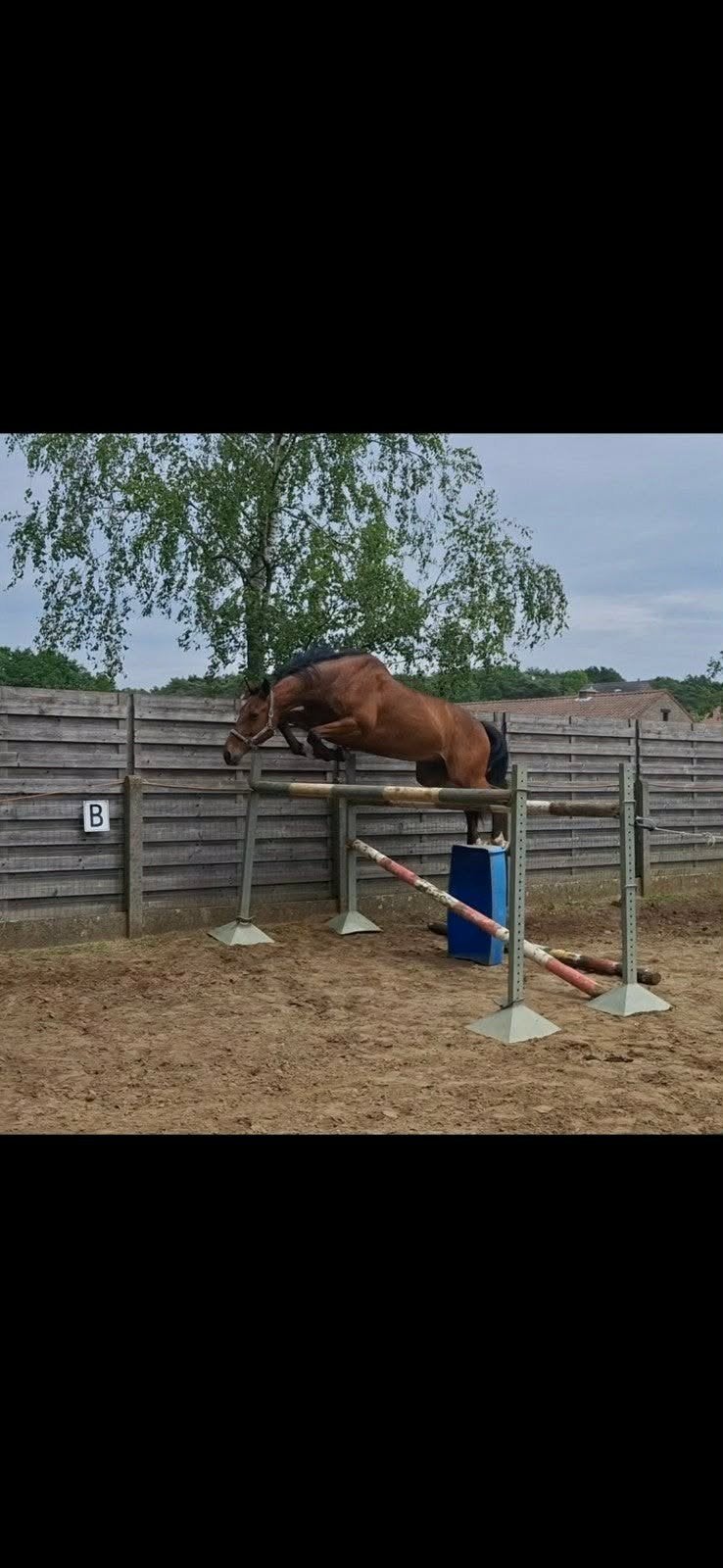 Lieve Ruin, Dieren en Toebehoren, Paarden