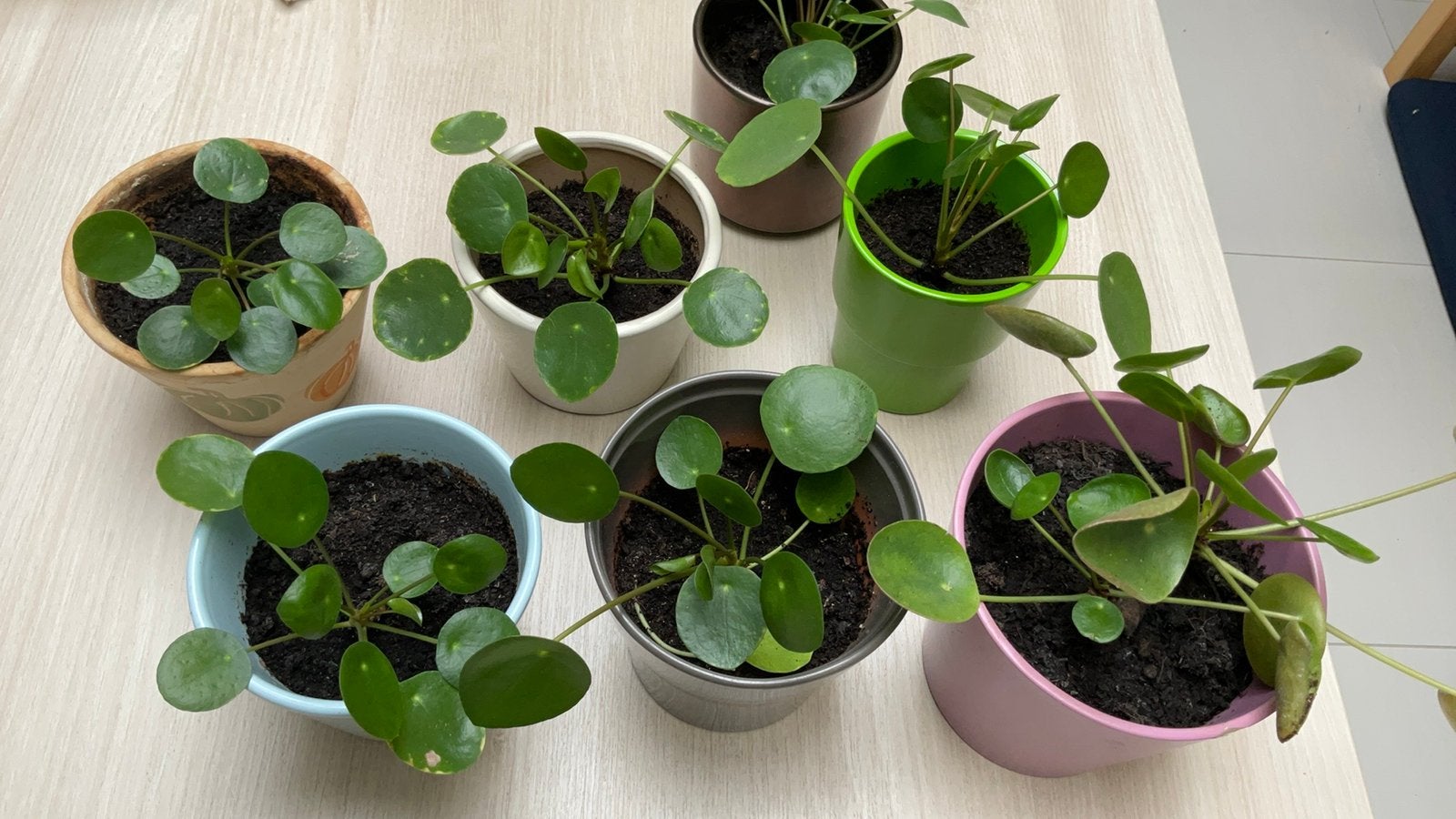 Plantjes in bloempot, Plante verte, Enlèvement, En pot, Moins de 100 cm