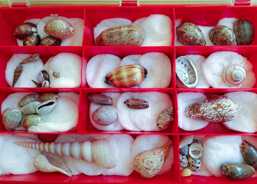 Collection de coquillages, Enlèvement ou Envoi, Coquillage(s)