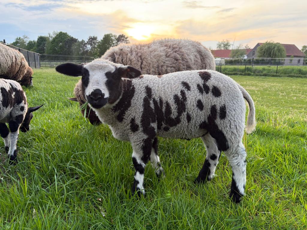 Zwaar ramlam, ideaal als dekram, Dieren en Toebehoren