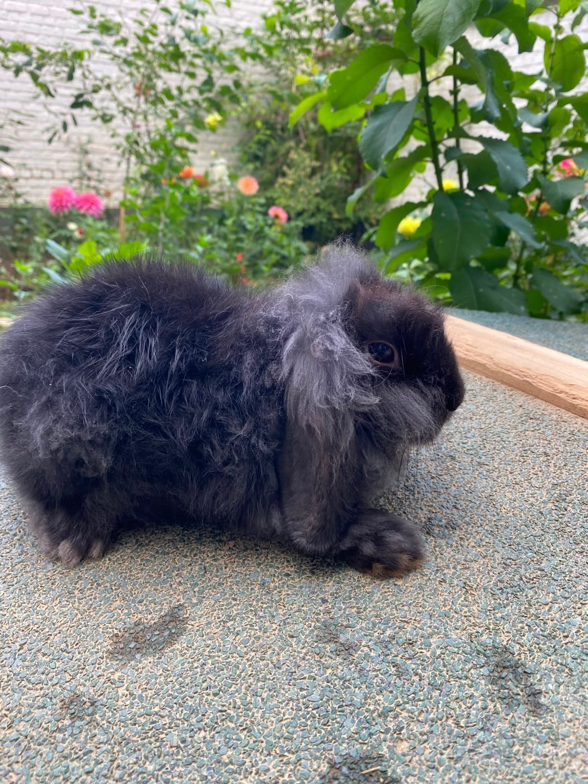 Lapin nain pour vendre, Animaux & Accessoires, Nain