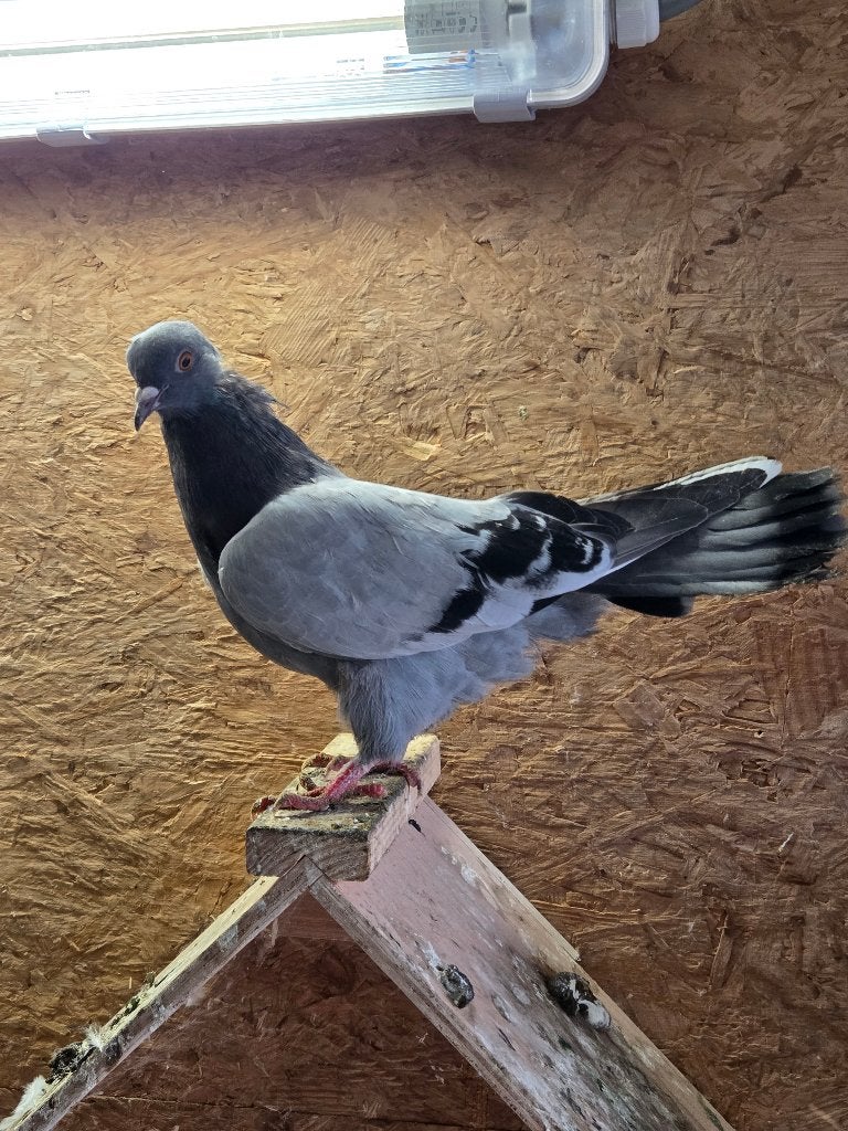 Races de pigeons d'ornement, Plusieurs animaux, Autres espèces