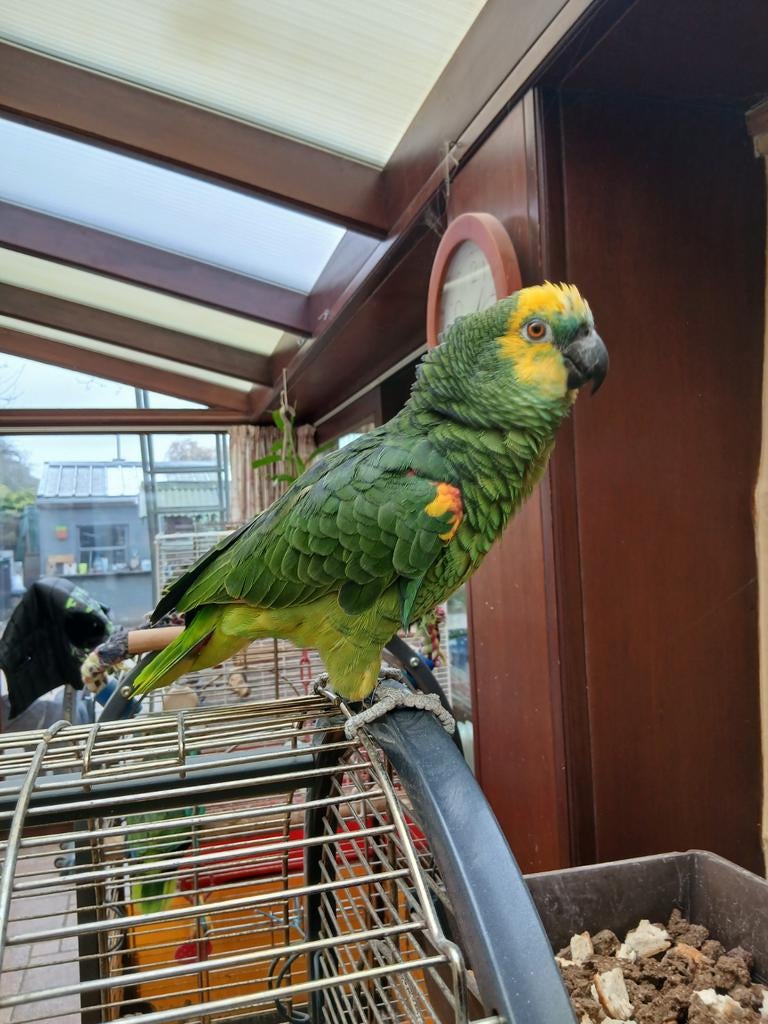 Blouwvoorhoofd bagia amazone, Dieren en Toebehoren, Papegaai, Tam