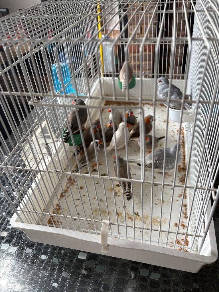 Oiseaux, Bagué