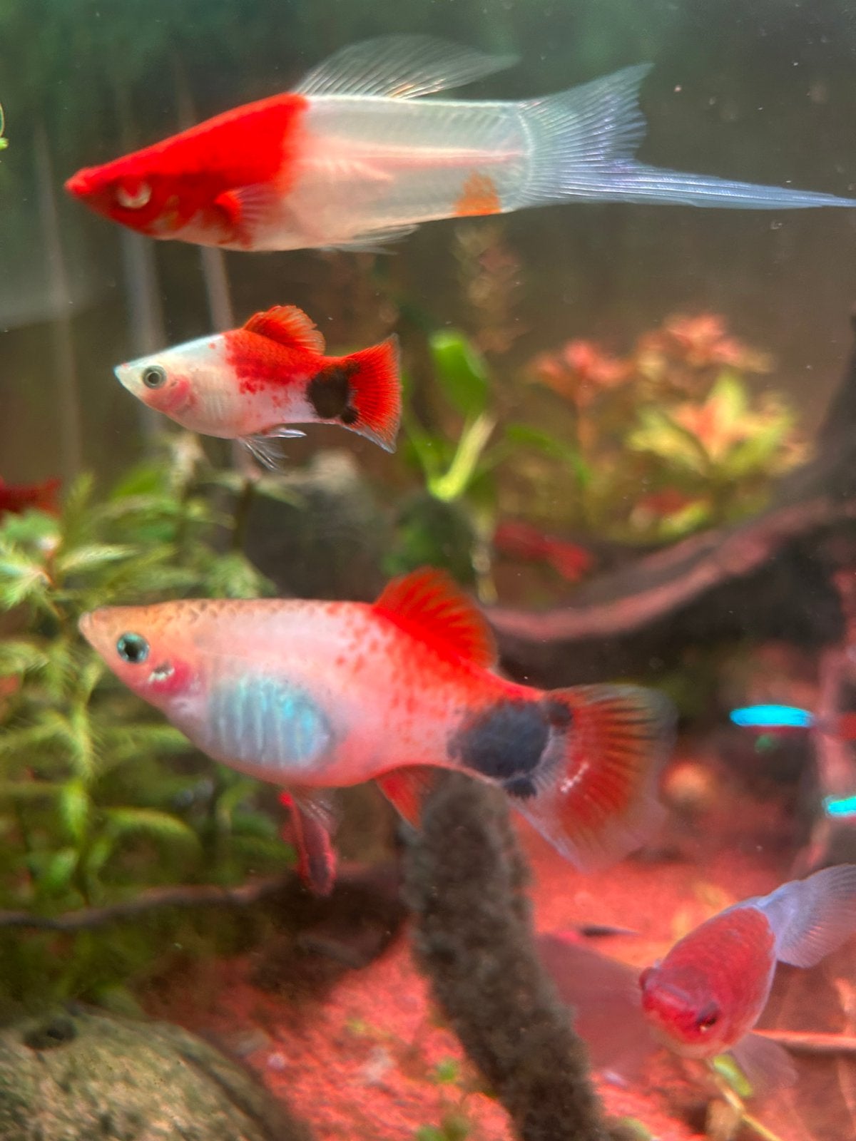 Mickey mouse platy’s nog kleintjes te koop, Dieren en Toebehoren, Vissen | Aquariumvissen, Vis, Zoetwatervis