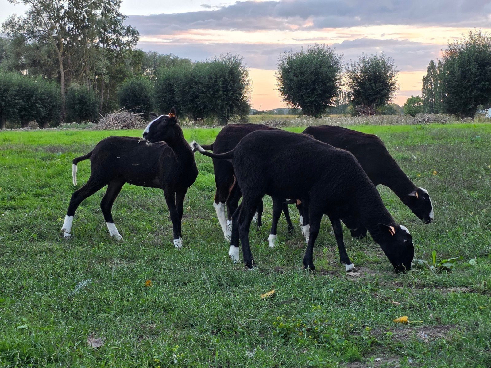 Stamboek zwartbles ooilammers, Femelle, Mouton, 0 à 2 ans