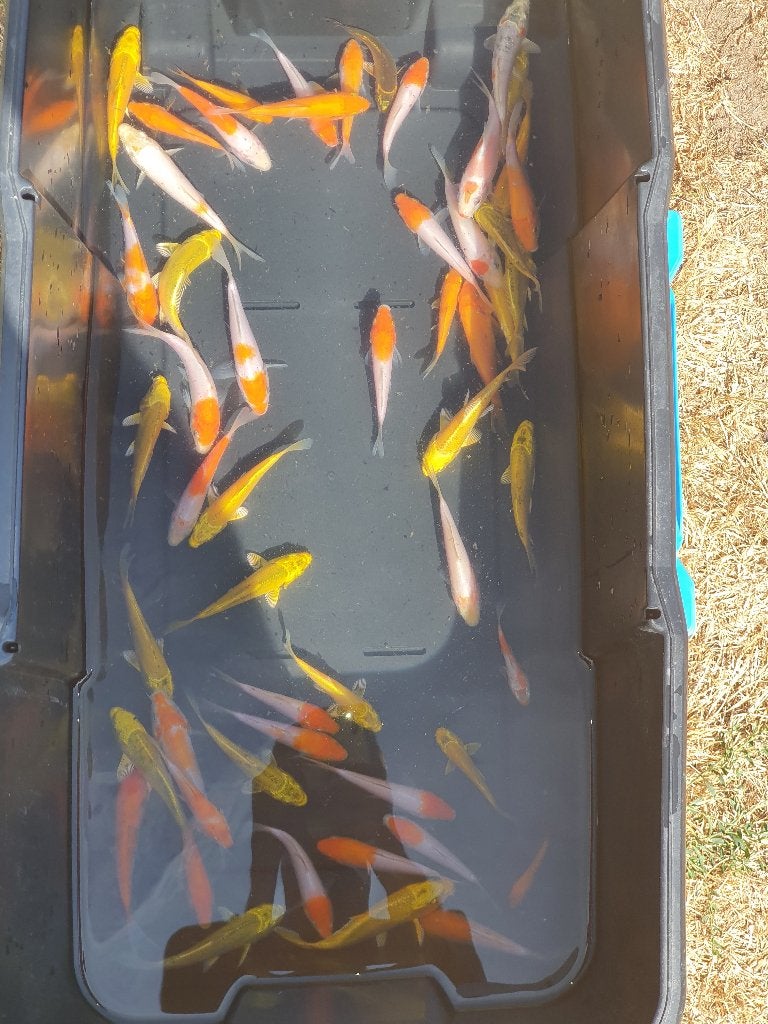 KOI TE KOOP –150 STUKS (10–15CM) €10 STUK, Dieren en Toebehoren, Karper of Koi