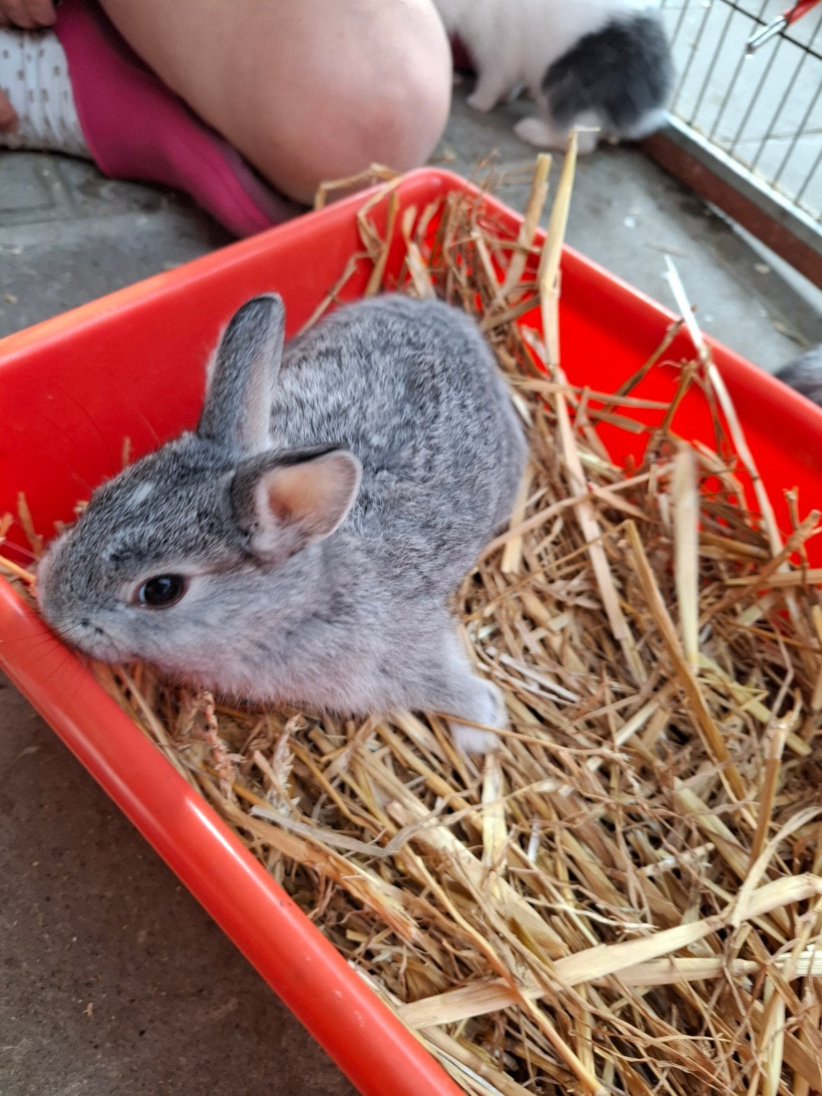 Babykonijntje leeuwenkopje een rammetje, Dieren en Toebehoren