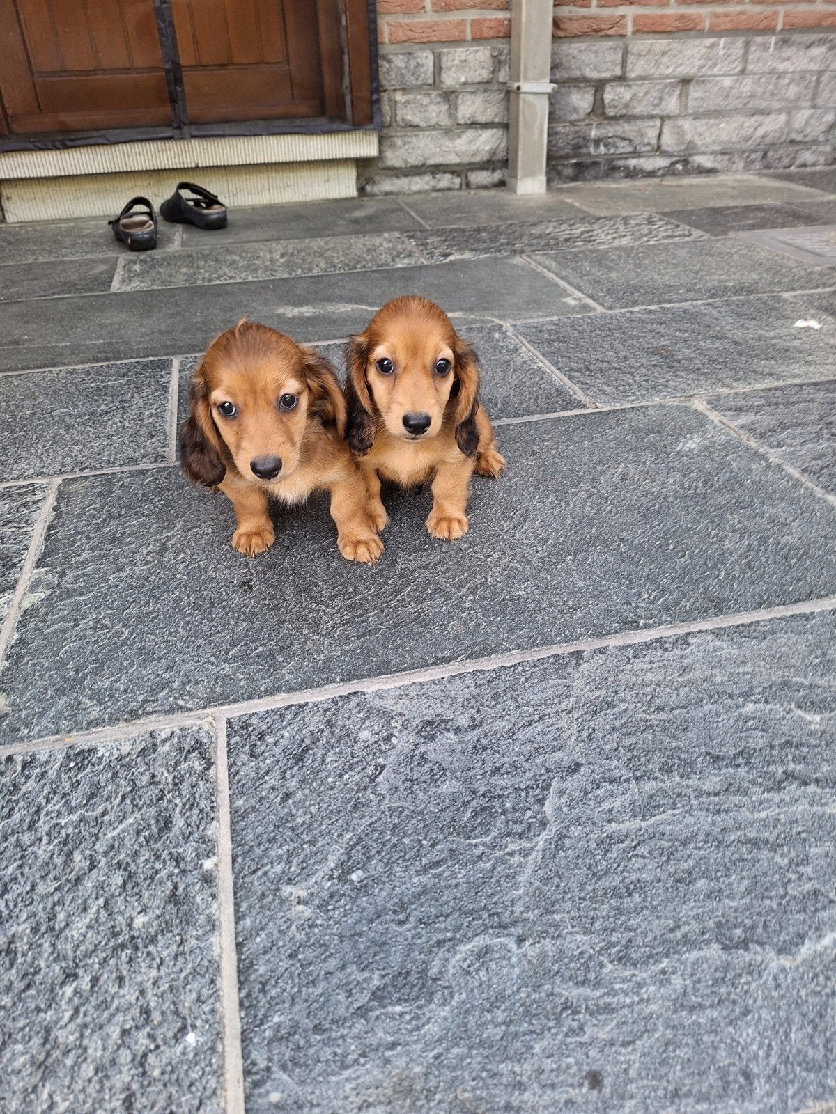 Langharige dwergteckel pups, Dieren en Toebehoren, Honden | Teckels en Dashonden, België, CDV (hondenziekte), 8 tot 15 weken, Dwerg