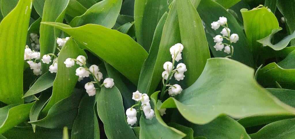 Vaste planten, Ophalen, Overige soorten